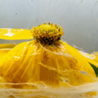 Frozen botanical art by Anna Thurber