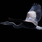 flying bird photograph by Jay Fitzpatrick