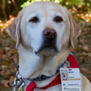 Grace, a Dartmouth-Hitchcock pet therapy dog