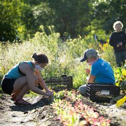 Dartmouth-Hitchcock Farmacy garden volunteers