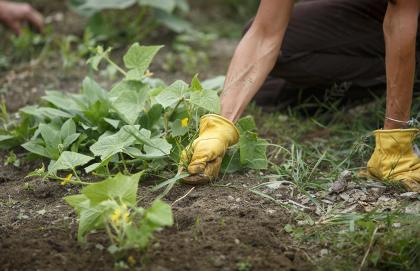 pulling weeds