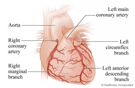 Coronary artery diagram