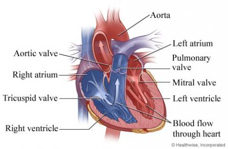 pulmonary valve