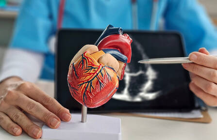 Cardiologist explains heart anatomy using a model