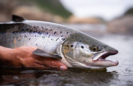 Picture of a salmon