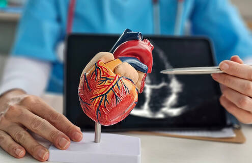 Cardiologist explains heart anatomy using a model
