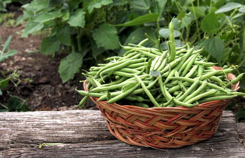 Green beans in a wicker basket