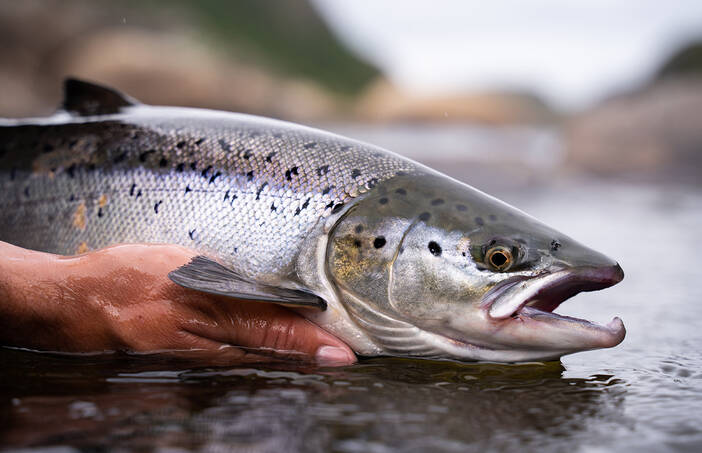 Picture of a salmon
